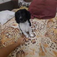 Пропала собака