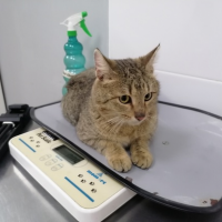 Найдено:  кот