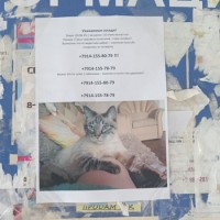 Тайский кот