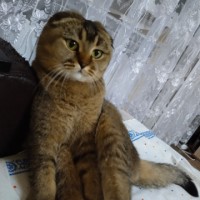 потерялась кошка