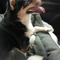 Потерялась собака Рита