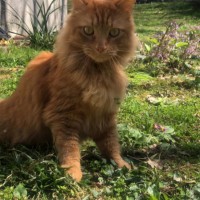 Пропал рыжий пушистый кот