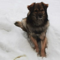 Потеряно:  собака